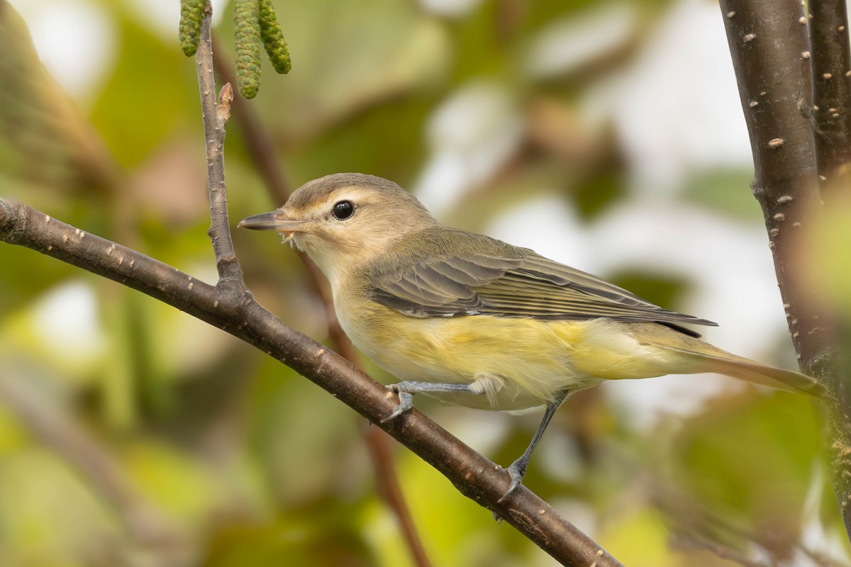 Warbling Vireo - ML623245793