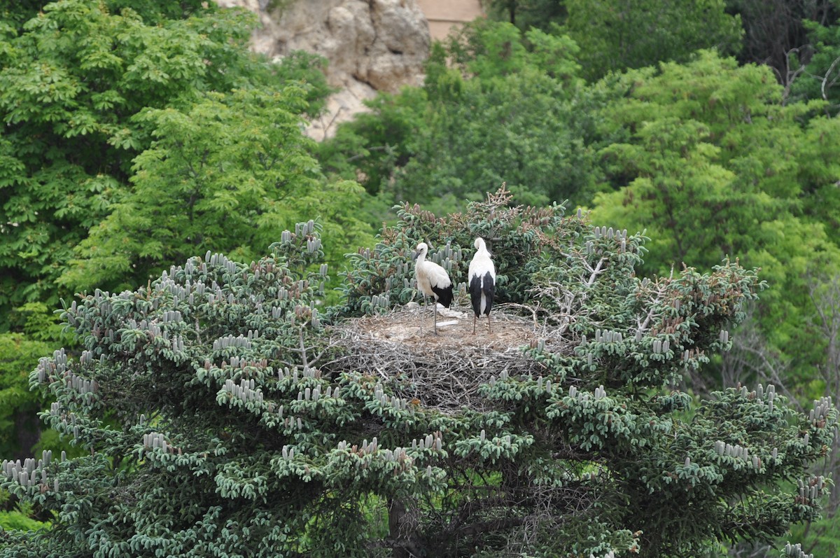 White Stork - Abigail Duvall