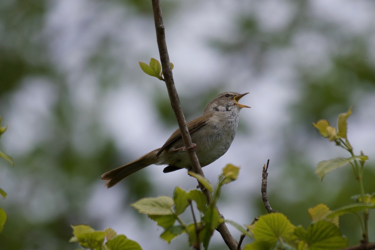 Japanese Bush Warbler - ML623245818