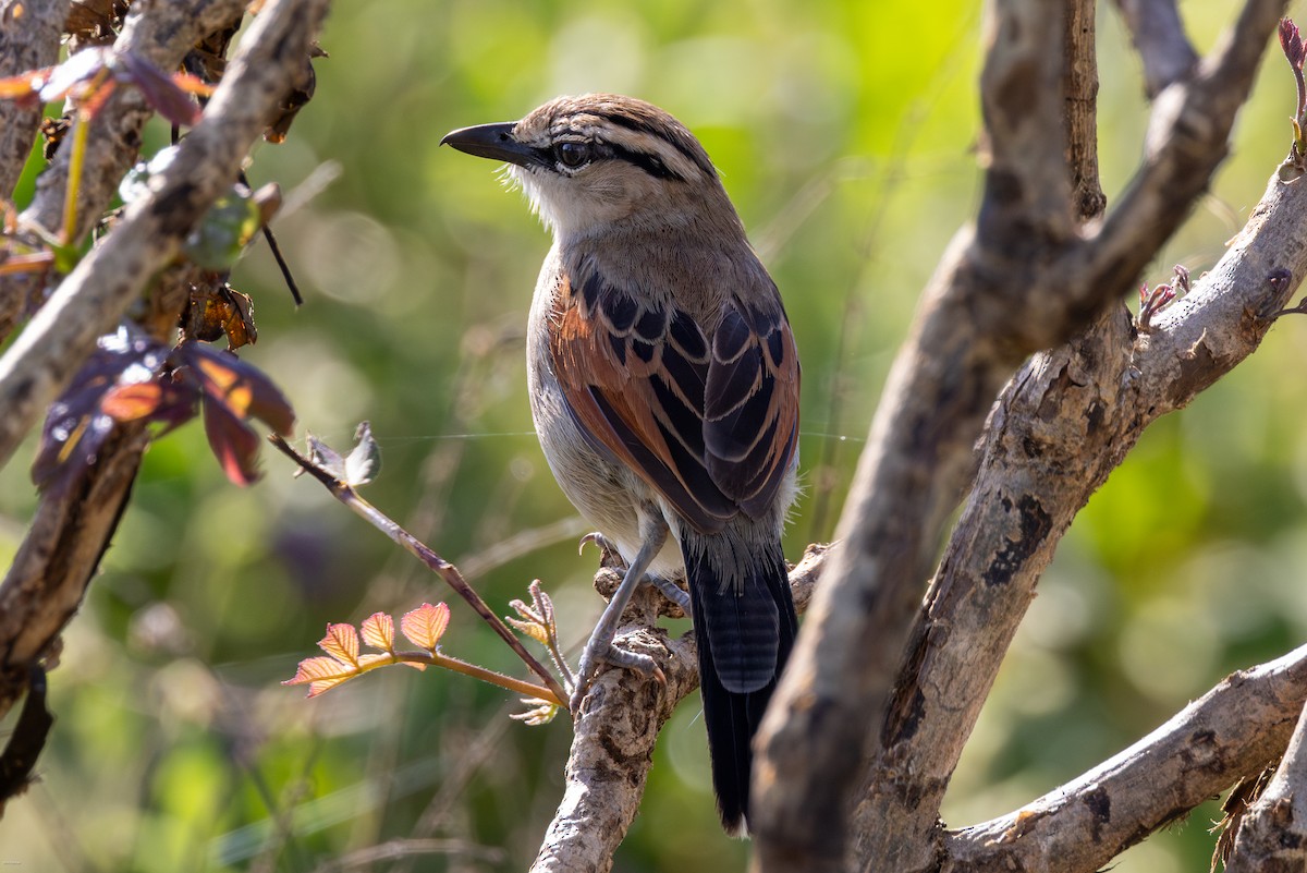 Brown-crowned Tchagra - ML623245825