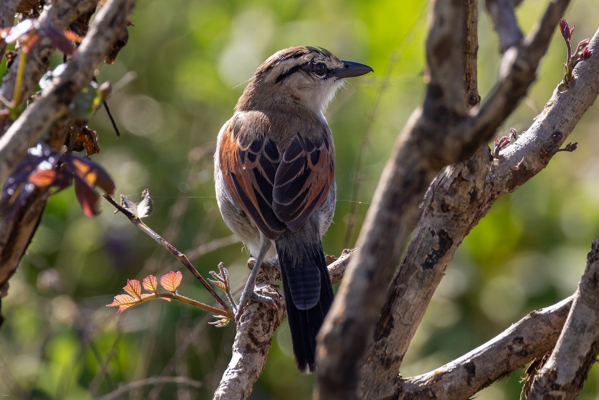 Brown-crowned Tchagra - ML623245826