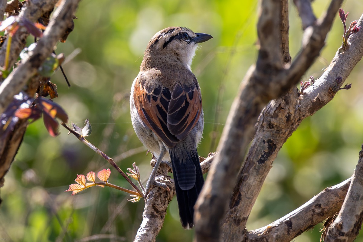 Brown-crowned Tchagra - ML623245827