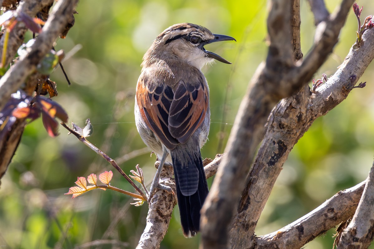 Brown-crowned Tchagra - ML623245828