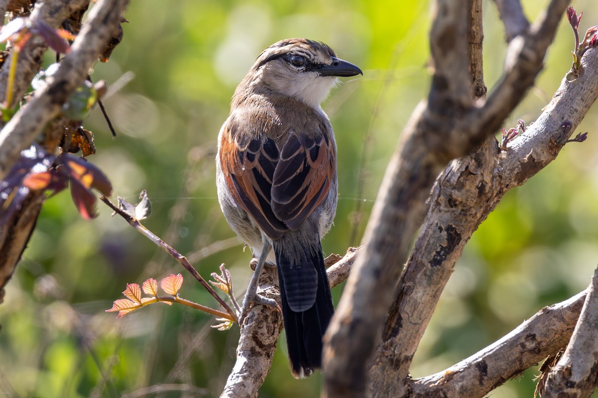 Brown-crowned Tchagra - ML623245829