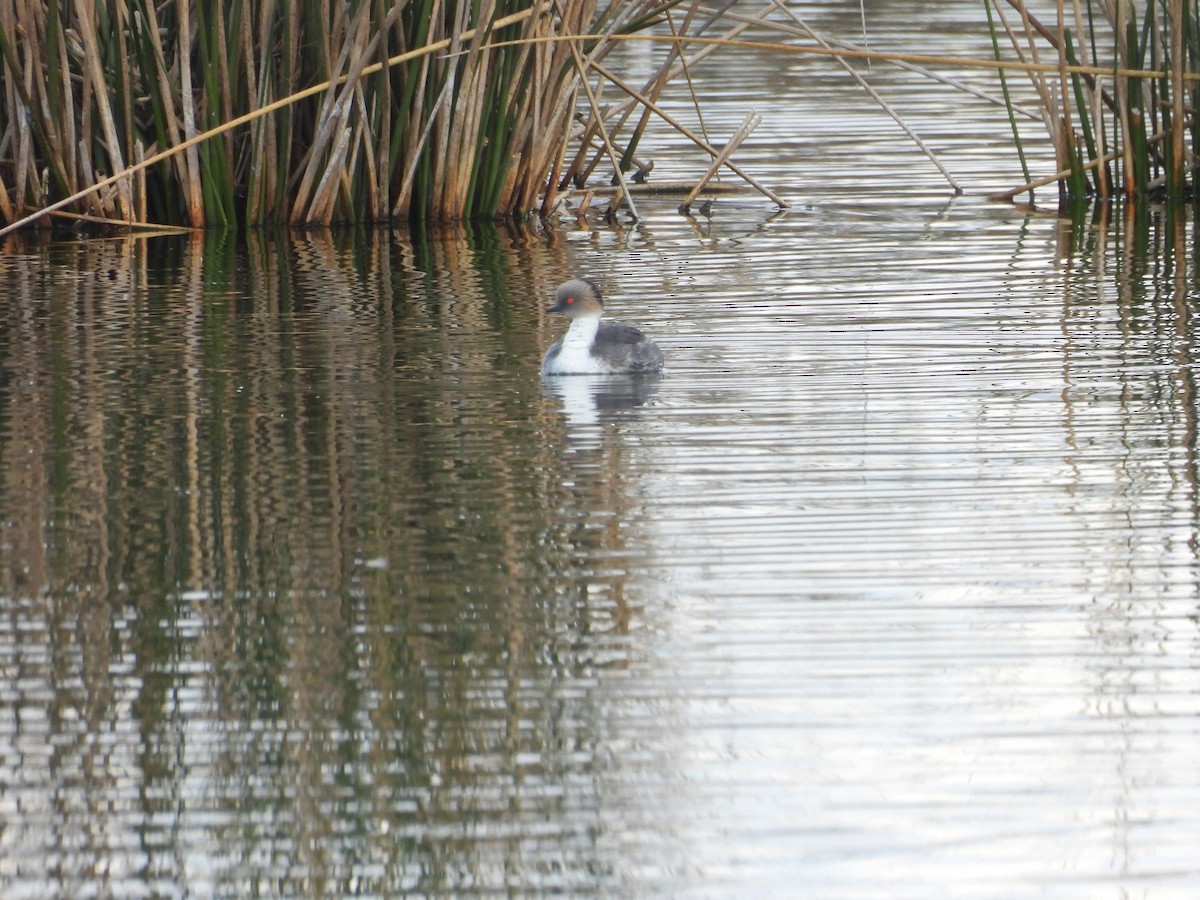 Silvery Grebe - ML623245871