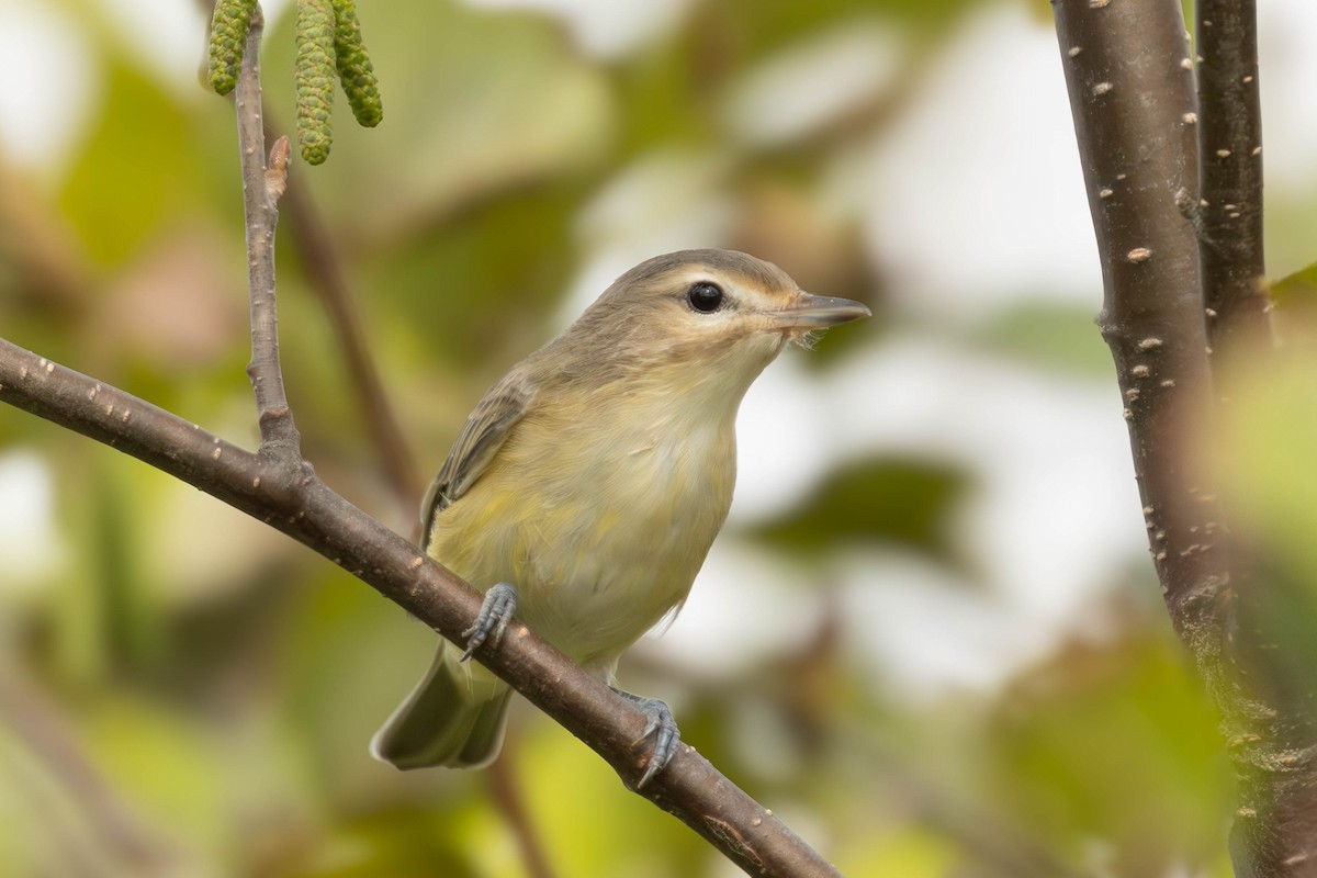 Warbling Vireo - ML623245901