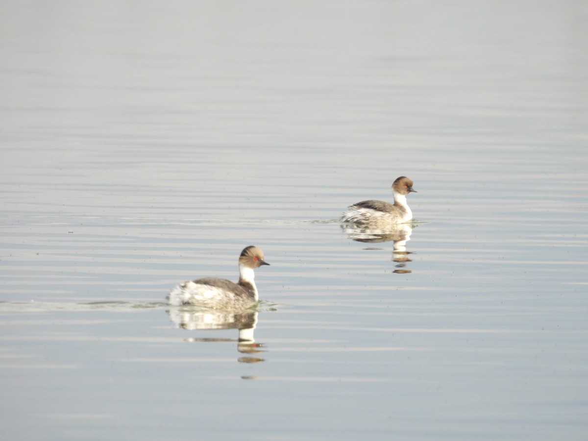 Silvery Grebe - ML623245992