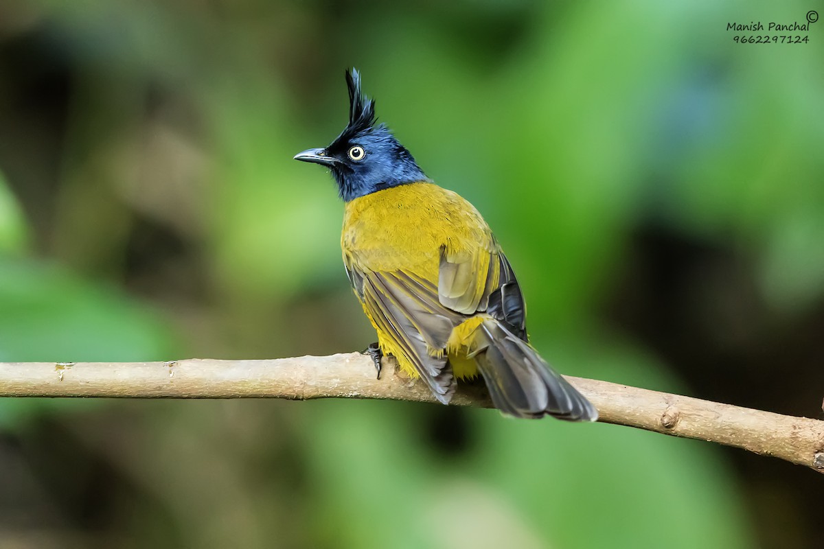 Bulbul à huppe noire - ML623245997