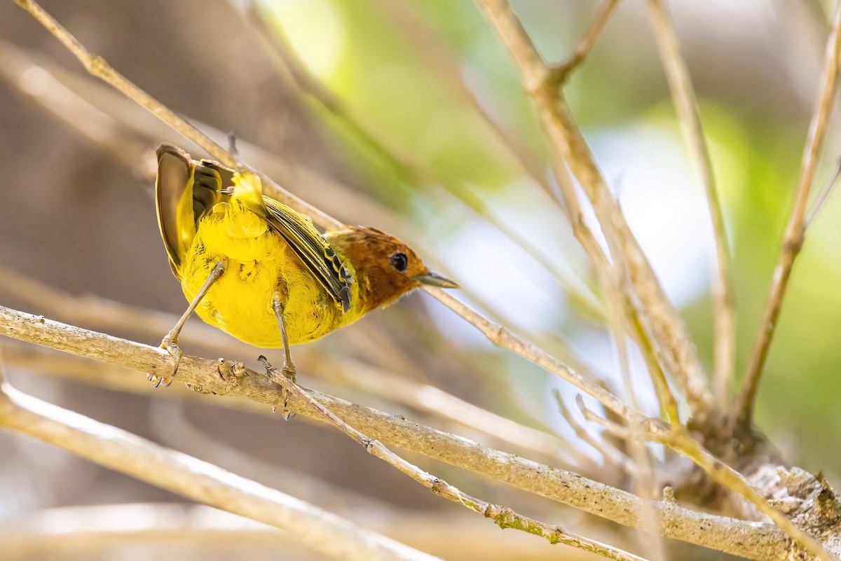 Yellow Warbler (Mangrove) - Sandy & Bob Sipe