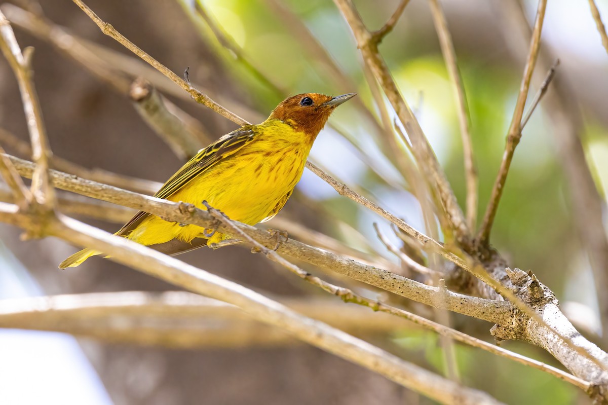 Yellow Warbler (Mangrove) - ML623246026