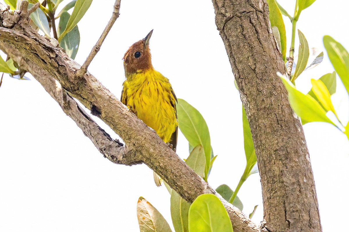 Yellow Warbler (Mangrove) - ML623246029