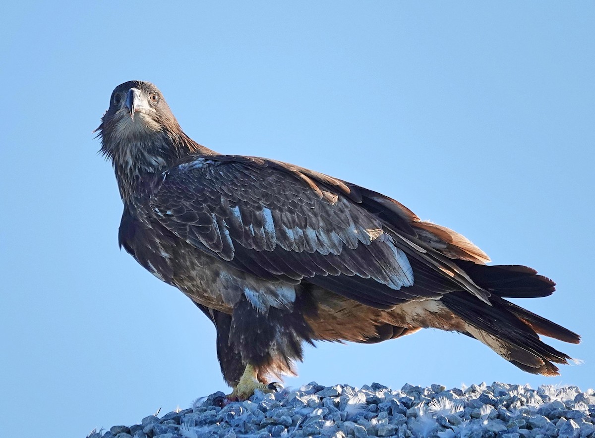 Bald Eagle - ML623246047