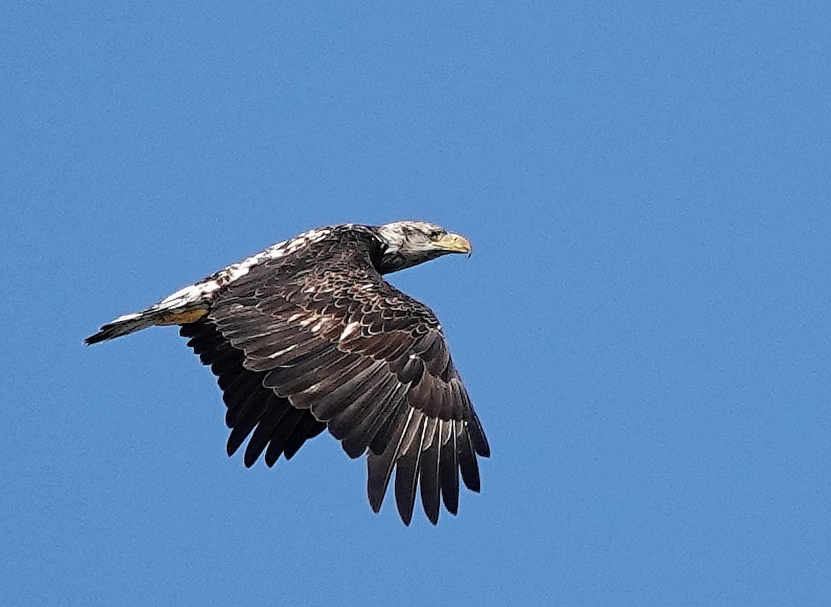 Bald Eagle - ML623246070