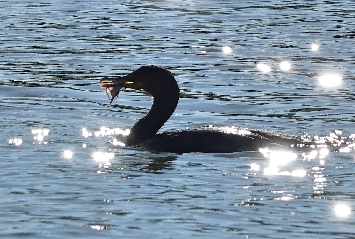 Double-crested Cormorant - ML623246081