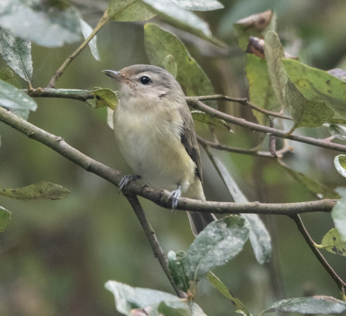 Warbling Vireo - ML623246084