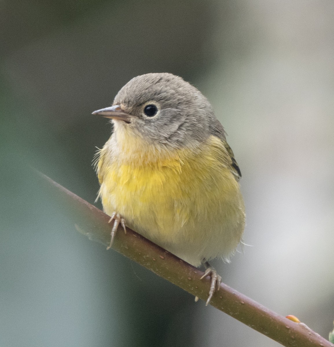 Nashville Warbler - ML623246099