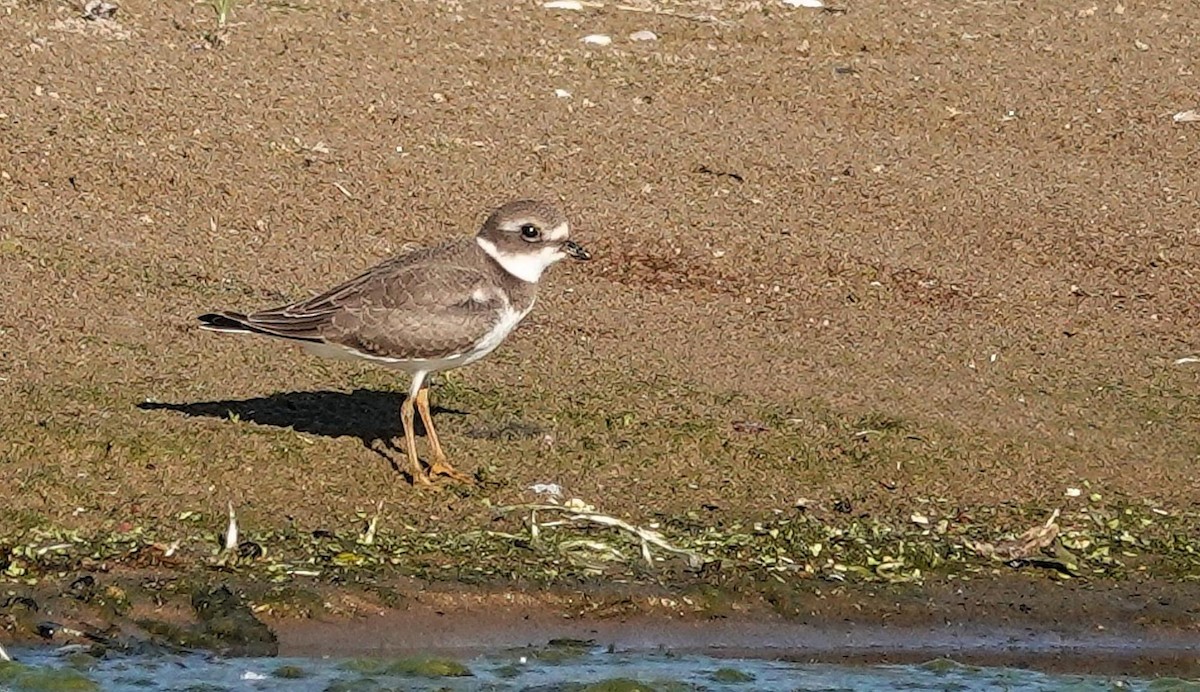 Semipalmated Plover - ML623246100