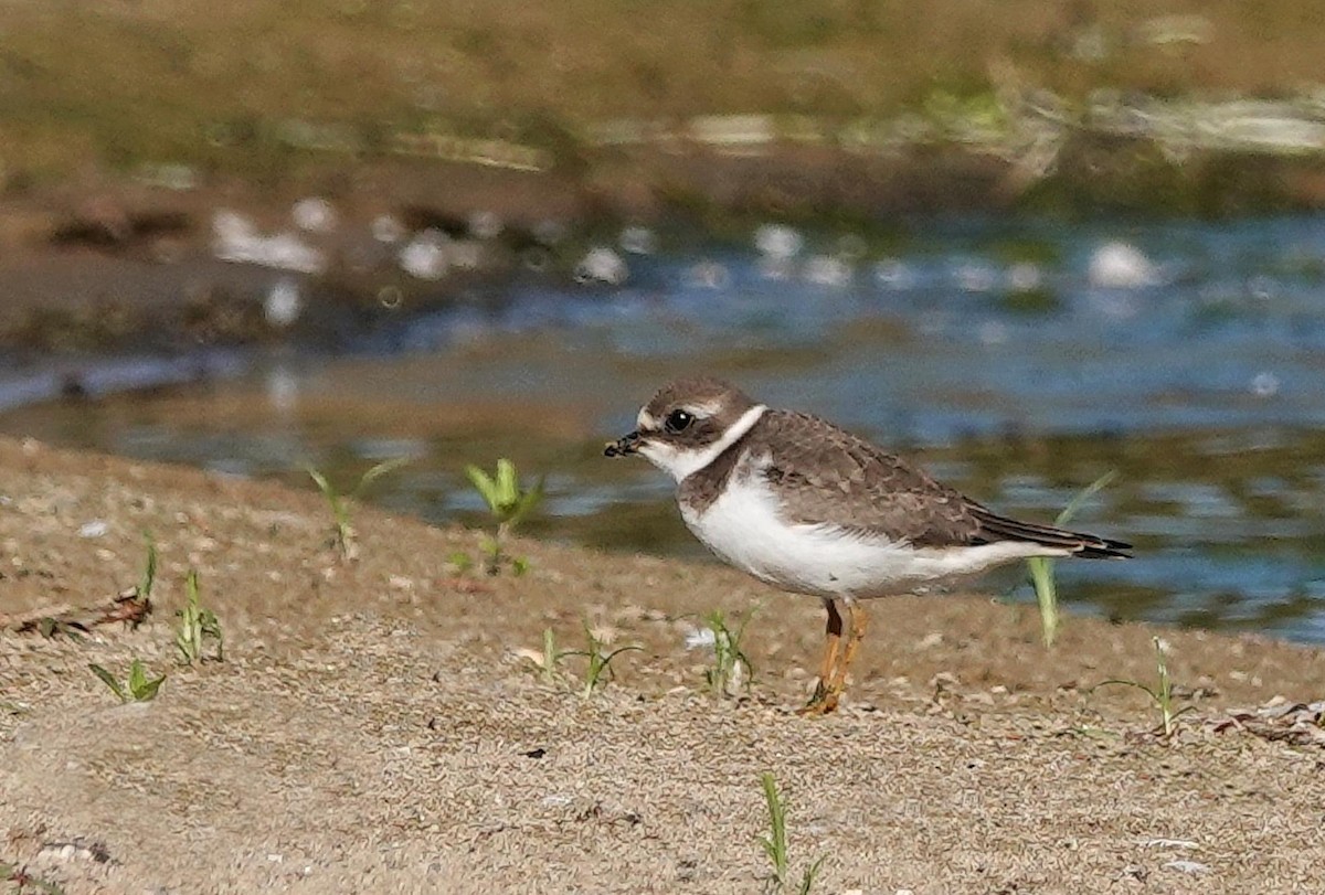 Semipalmated Plover - ML623246114