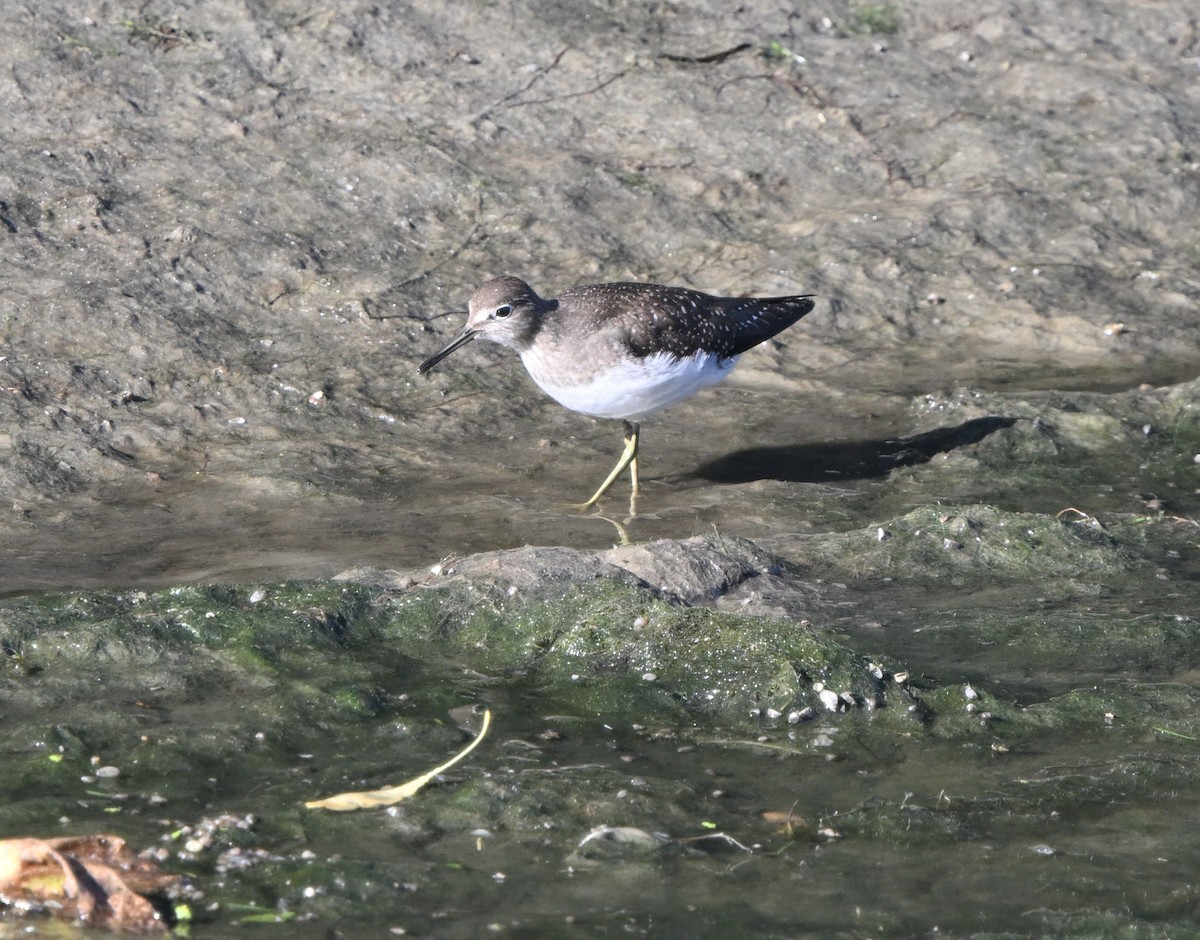 Solitary Sandpiper - ML623246131