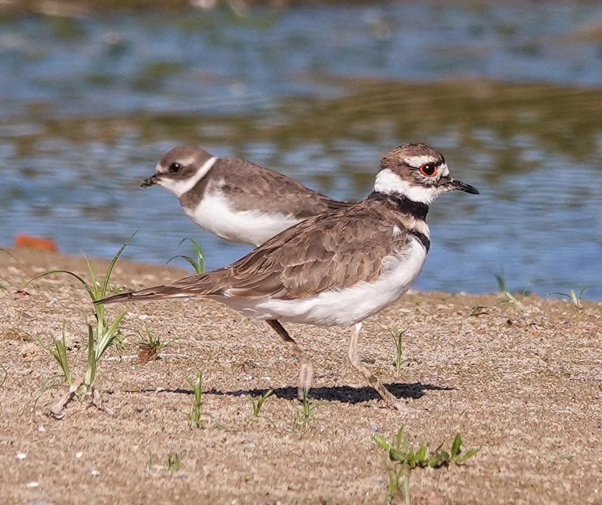 Killdeer - ML623246135