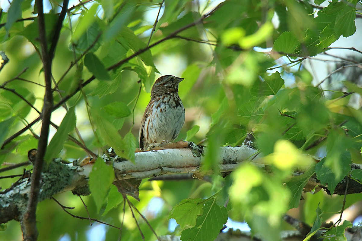 Song Sparrow - ML623246220