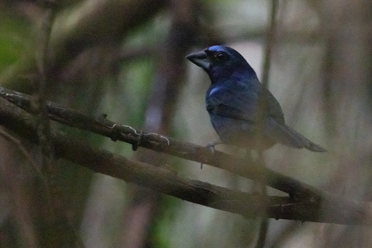 Amazonian Grosbeak - Brendan Fogarty