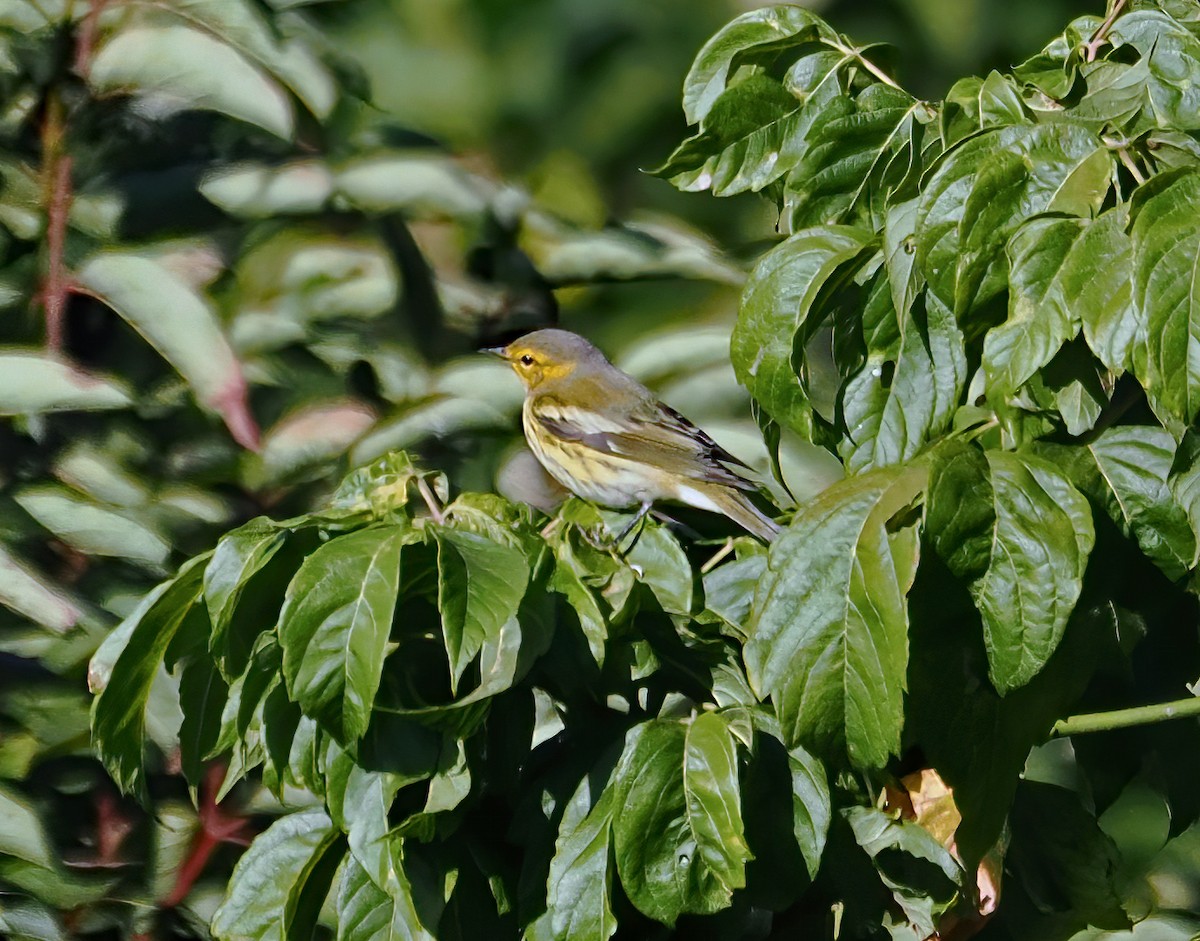 Paruline tigrée - ML623246289