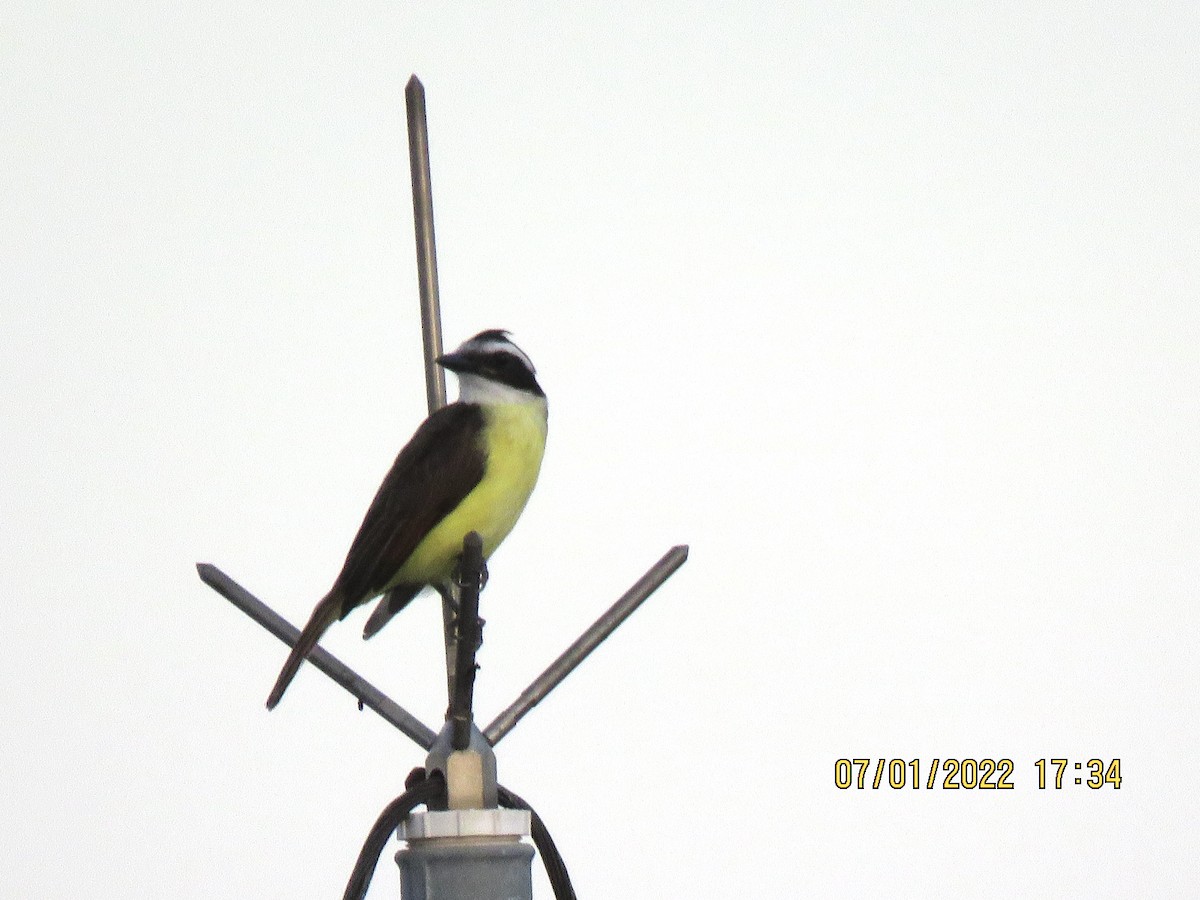 Great Kiskadee - ML623246312