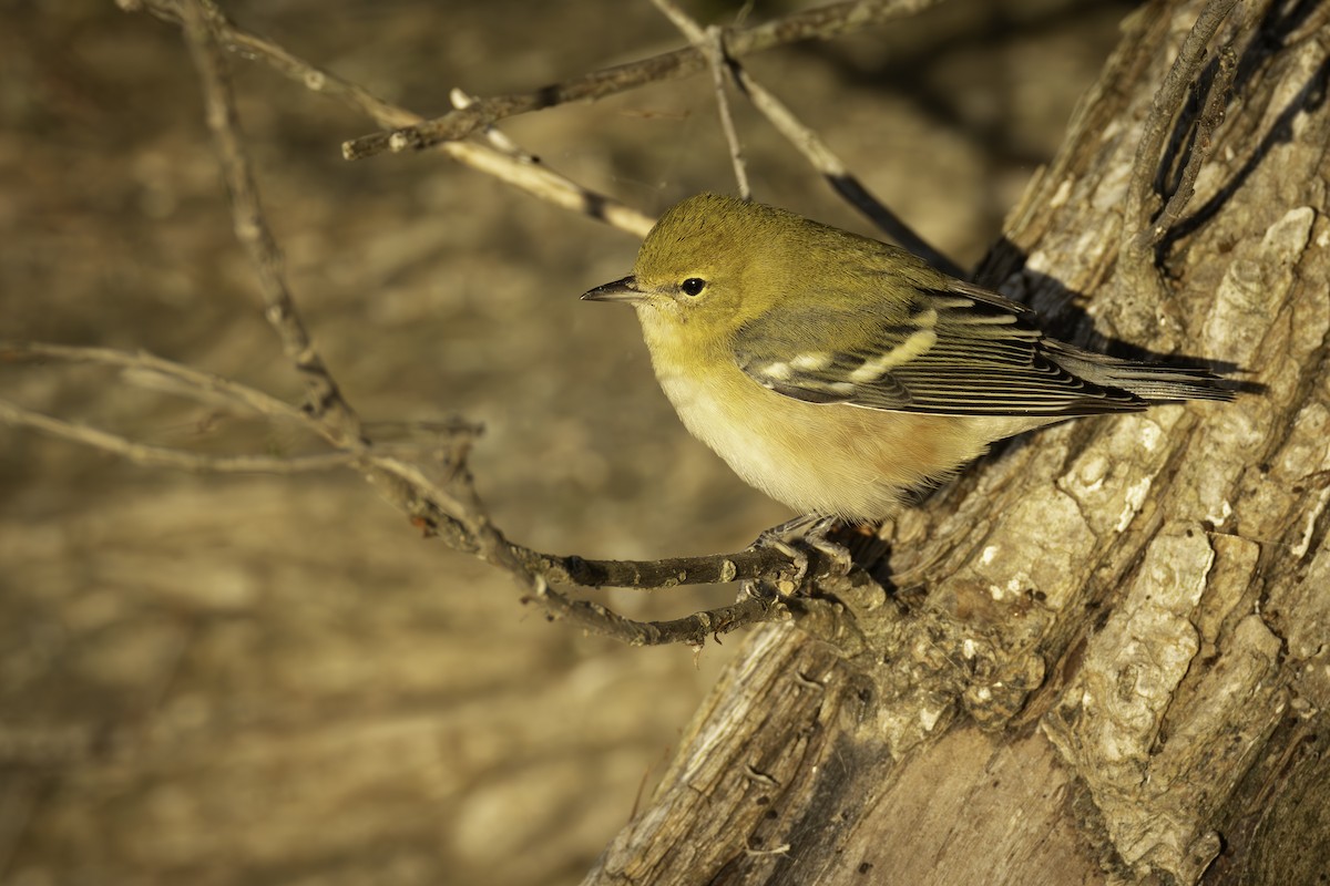 Bay-breasted Warbler - ML623246356