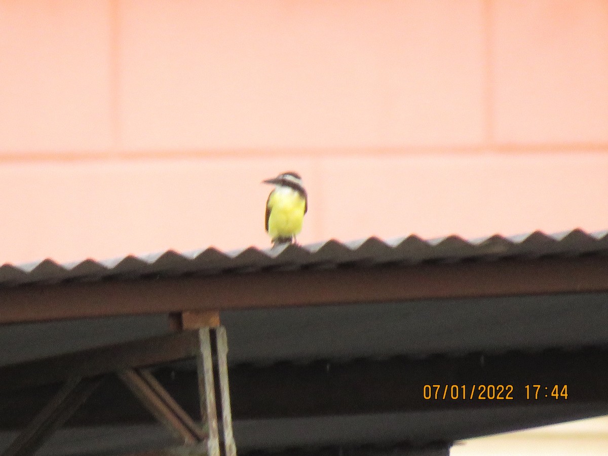 Great Kiskadee - ML623246385