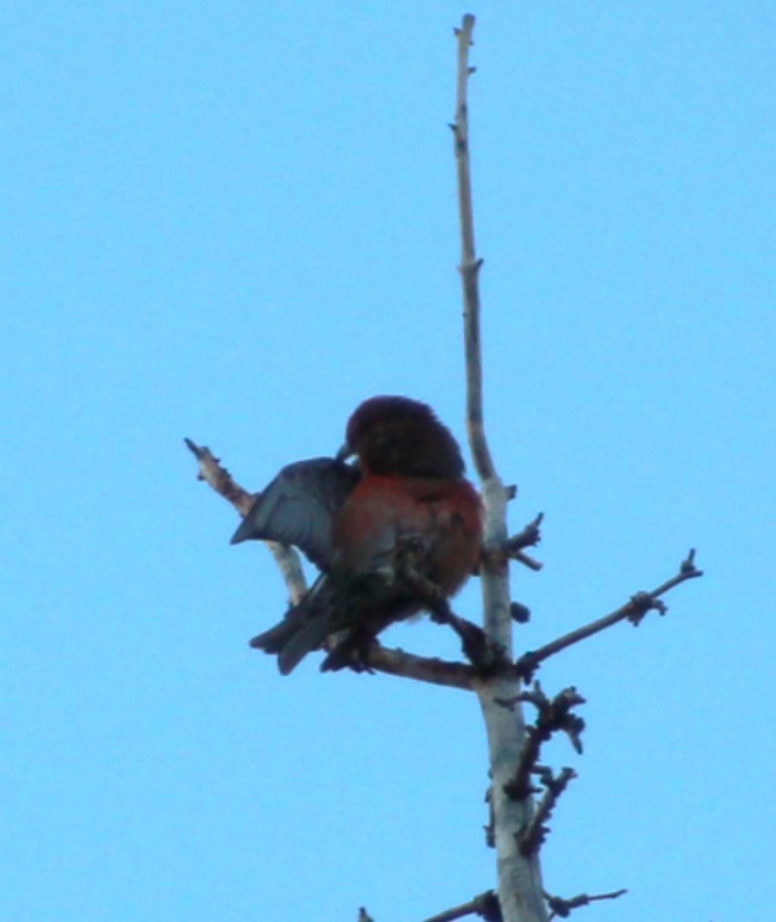 Cassia Crossbill - ML623246387