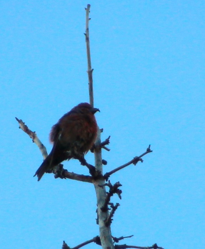 Cassia Crossbill - ML623246388