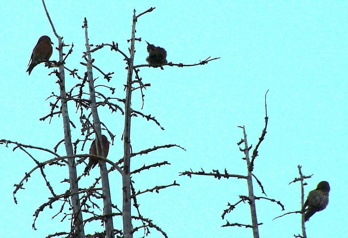 Cassia Crossbill - ML623246389