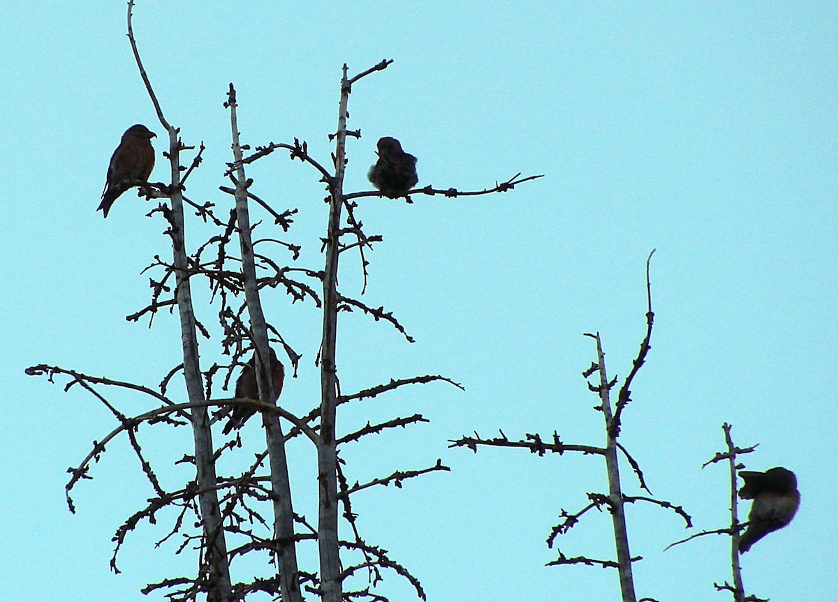 Cassia Crossbill - ML623246390