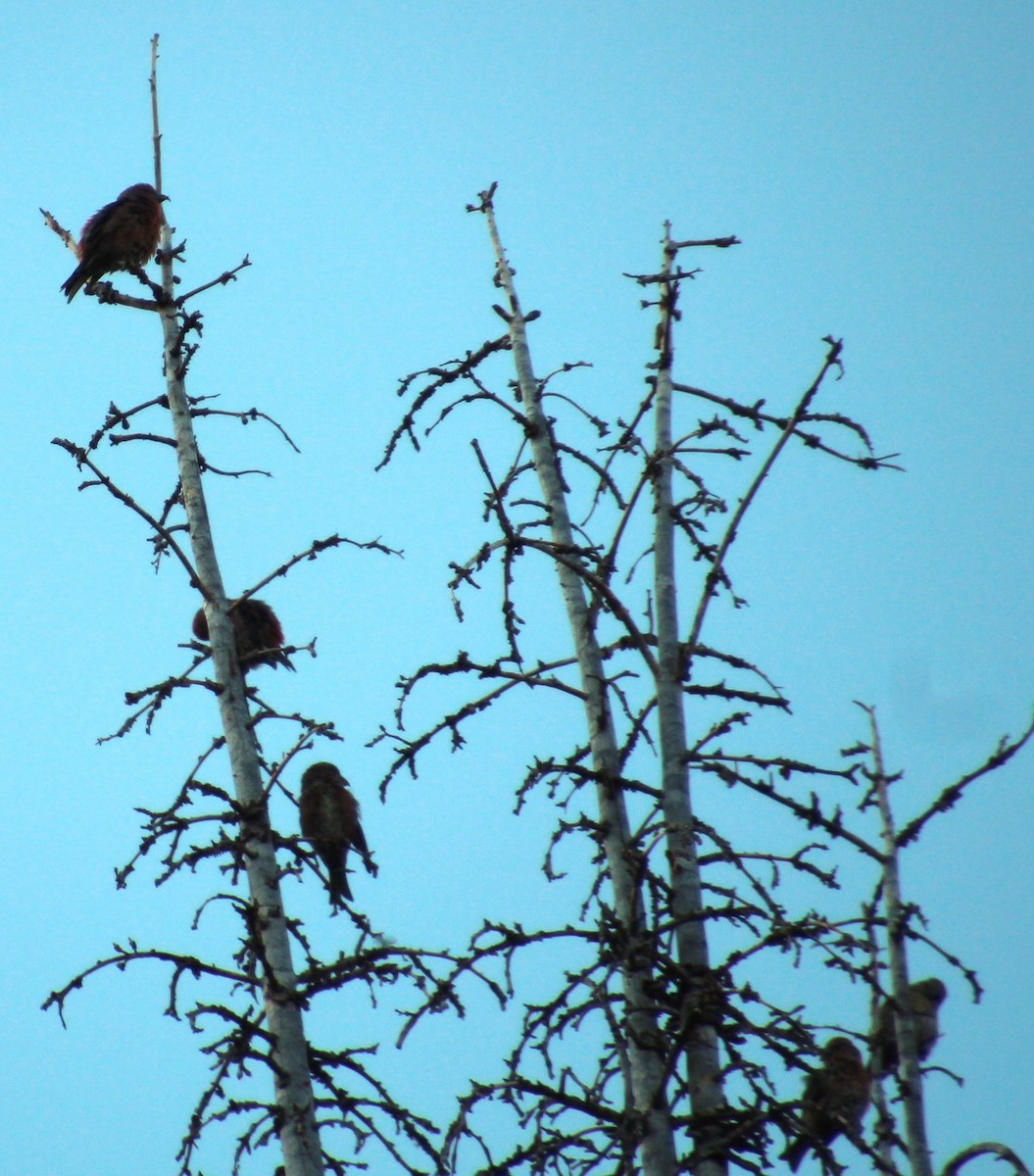 Cassia Crossbill - ML623246391