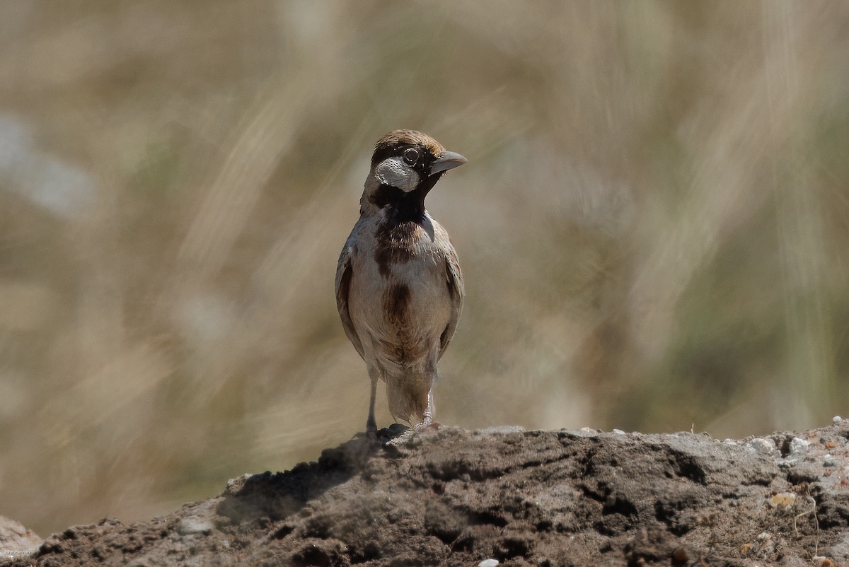 Fischer's Sparrow-Lark - ML623246393