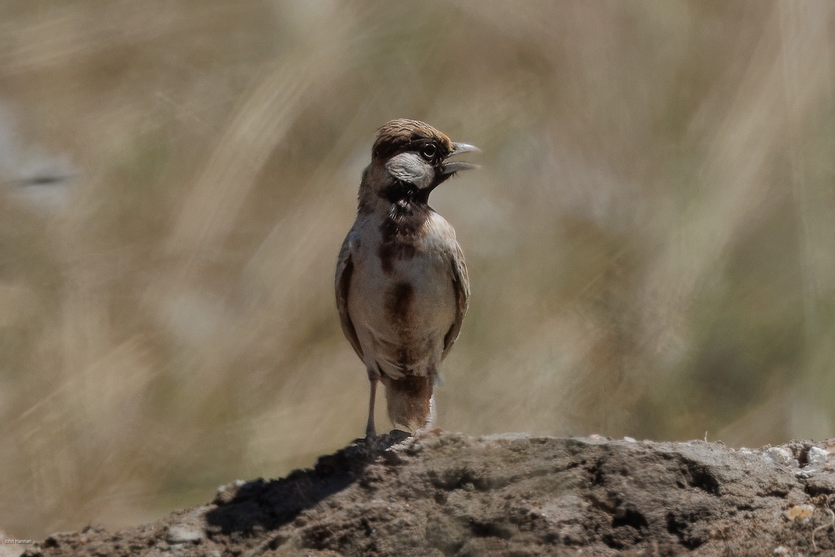 Fischer's Sparrow-Lark - ML623246394