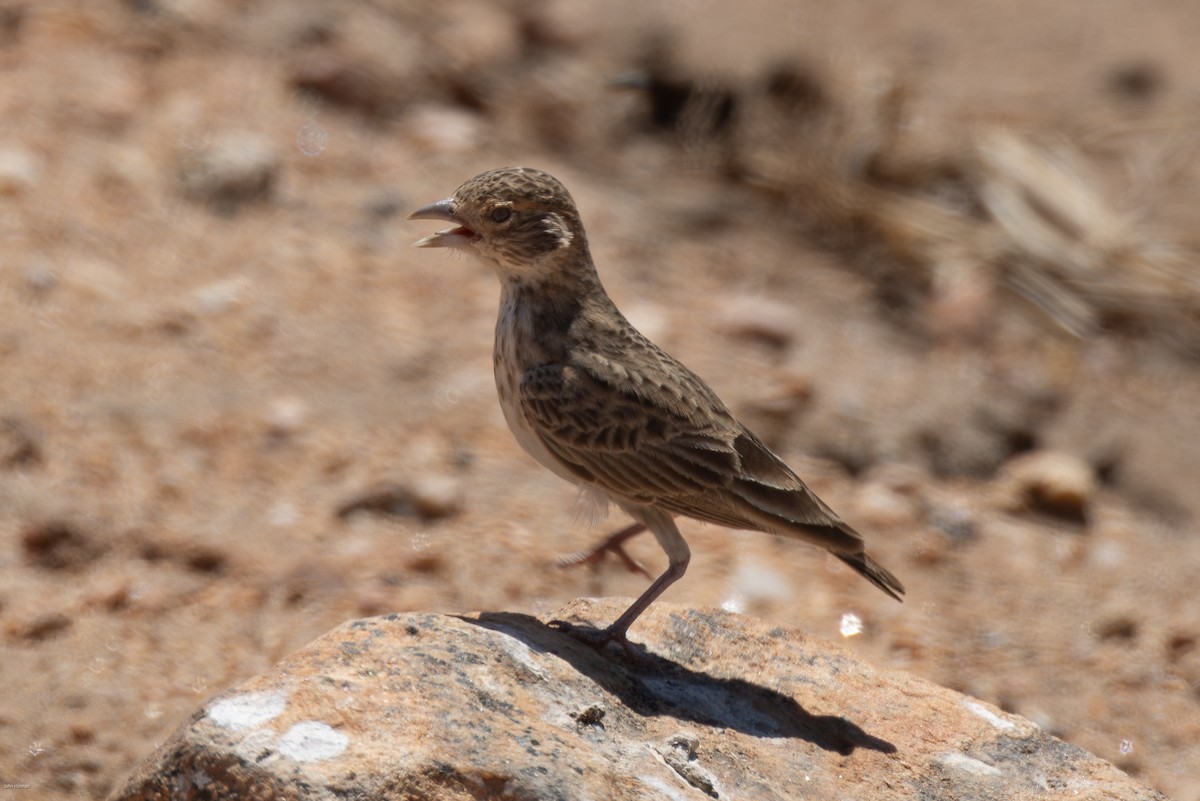 Fischer's Sparrow-Lark - ML623246396