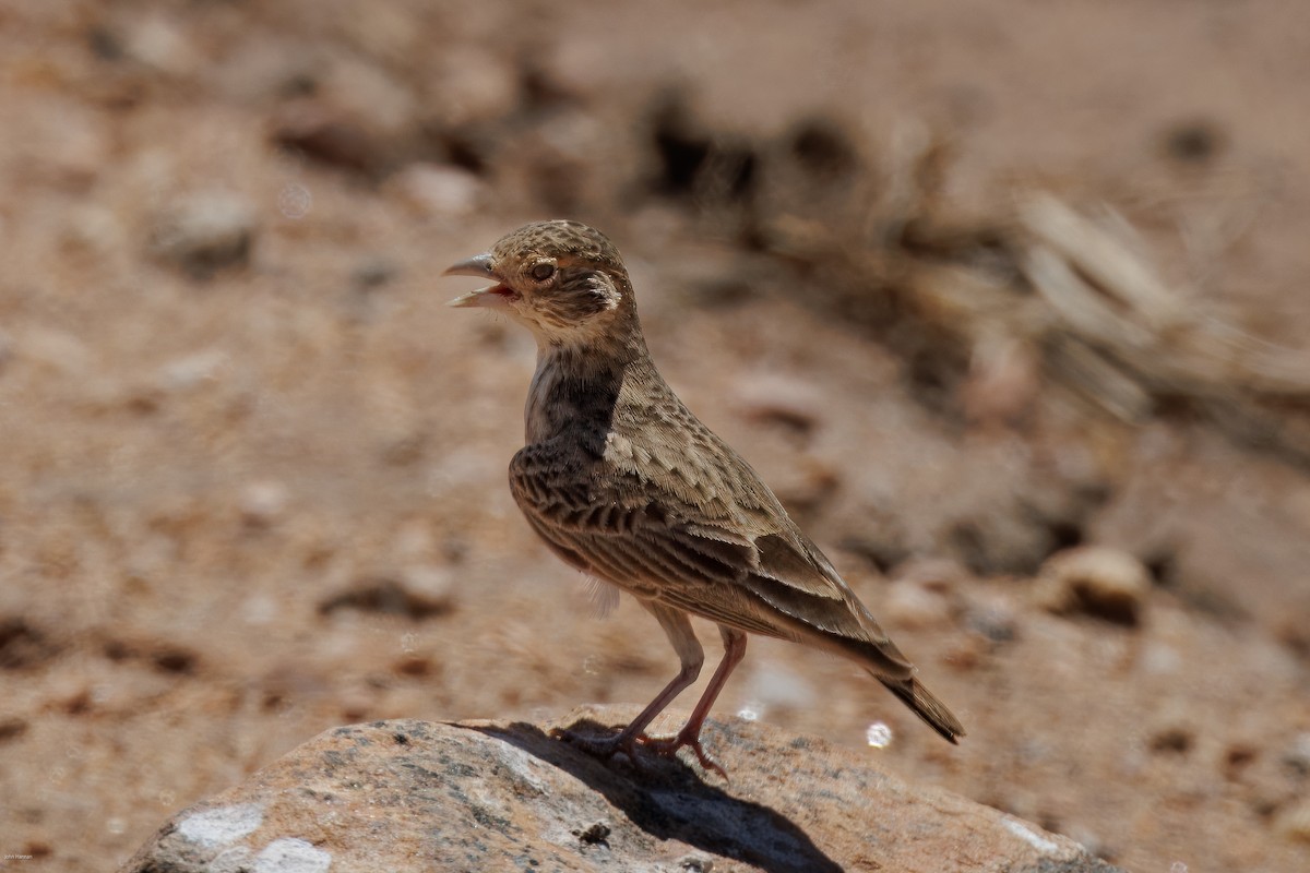 Fischer's Sparrow-Lark - ML623246397