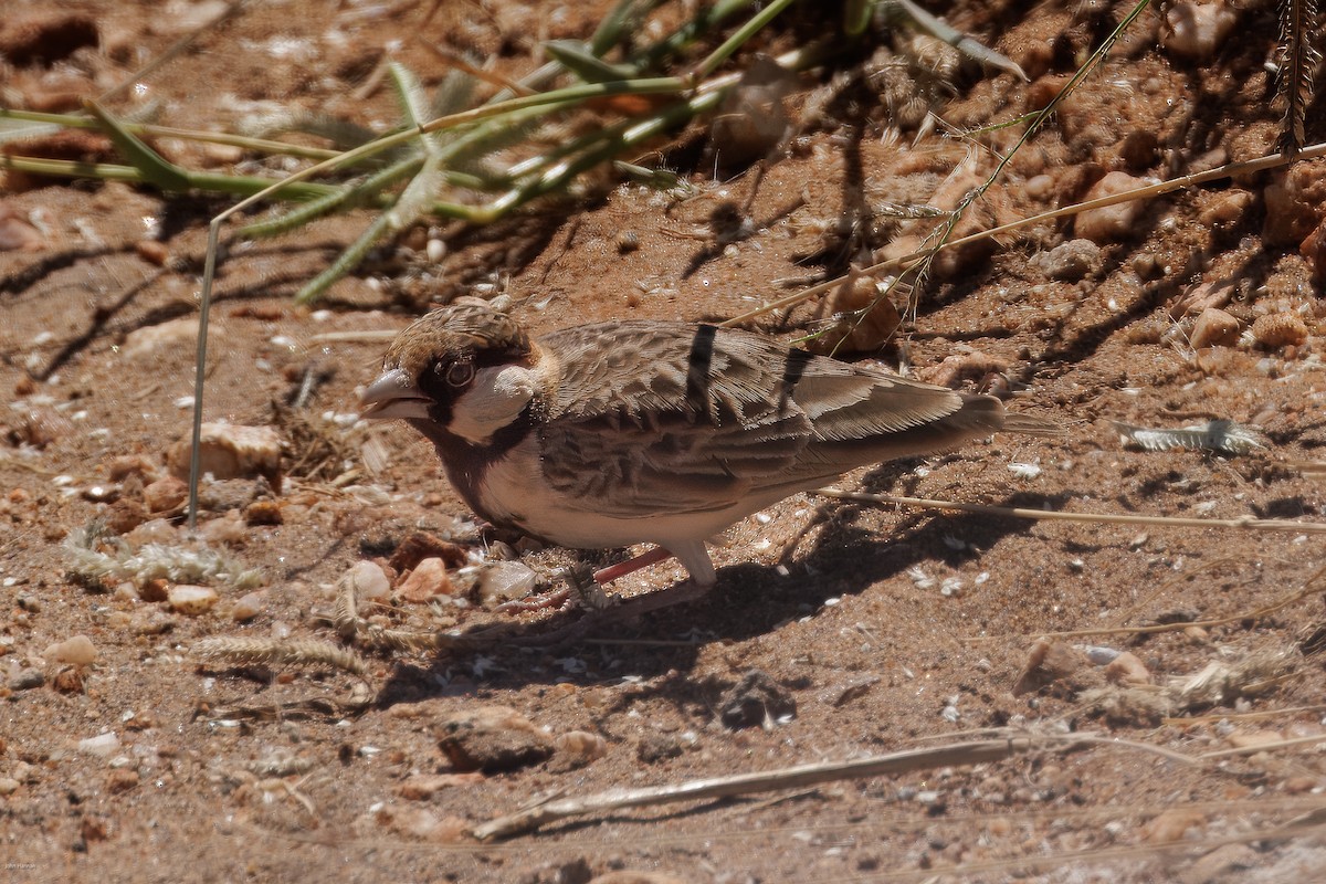 Fischer's Sparrow-Lark - ML623246398