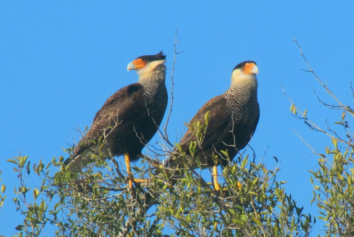 Crested Caracara - ML623246406