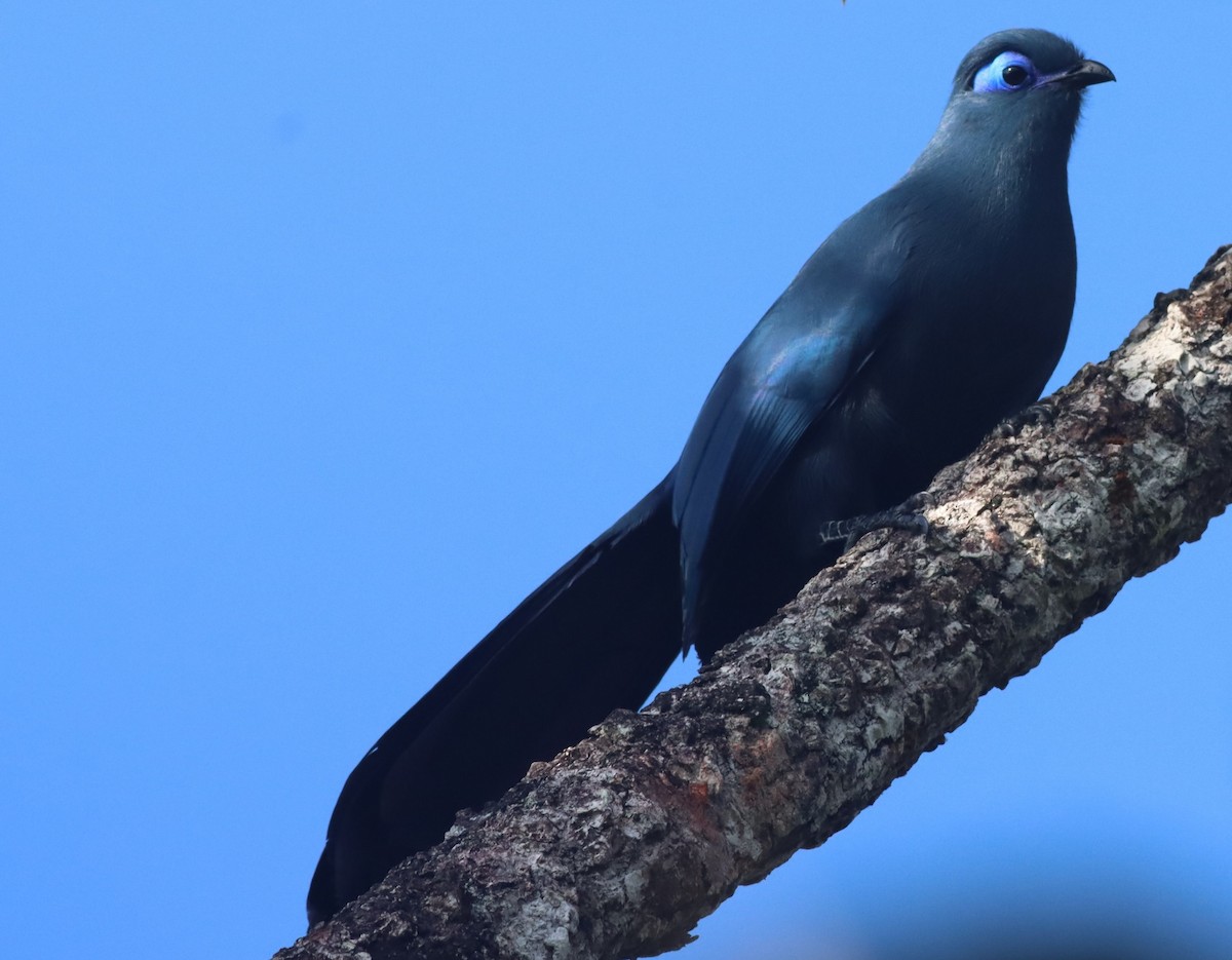 Blue Coua - Michael Mosebo Jensen