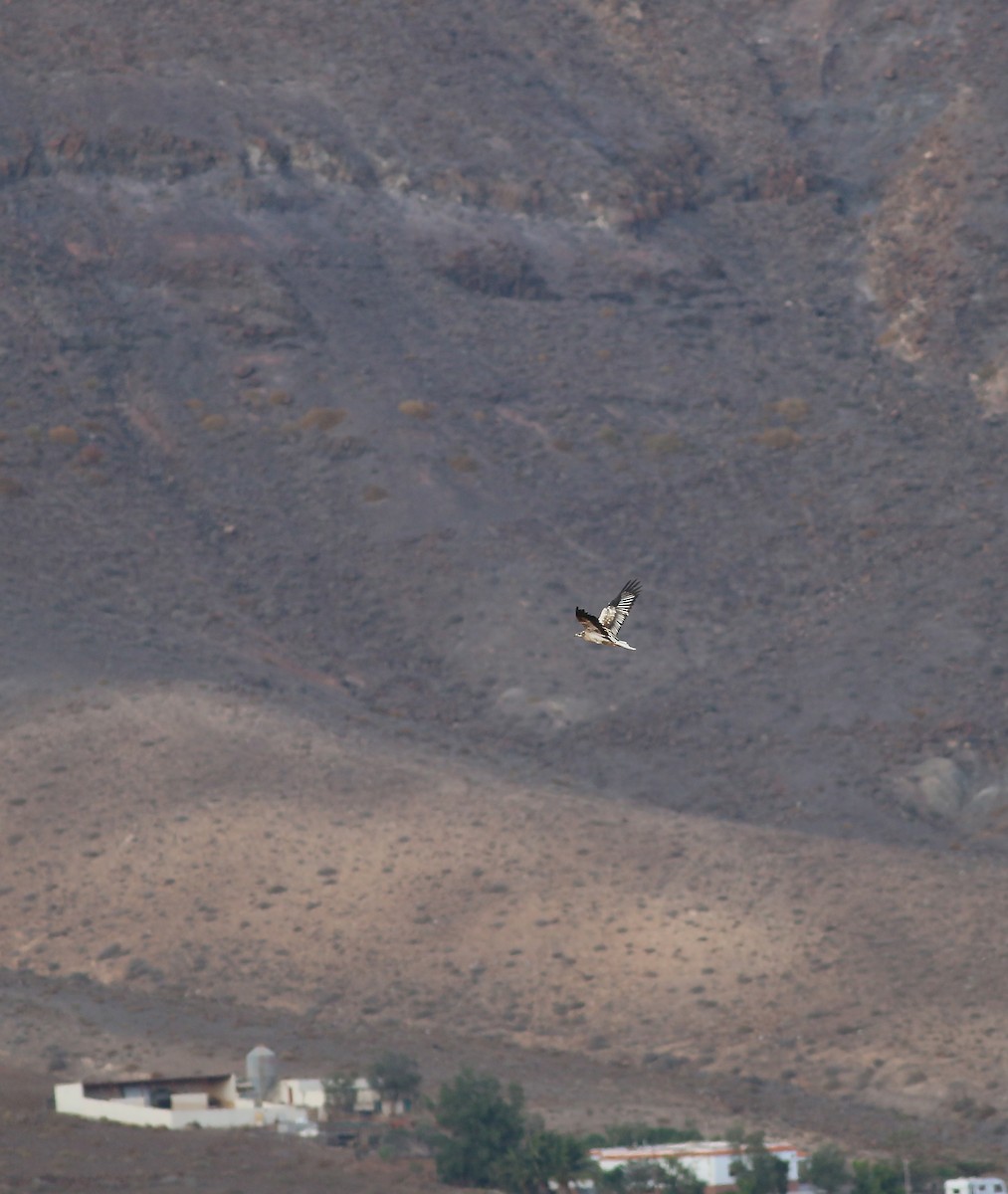 רחם מדברי - ML623246450