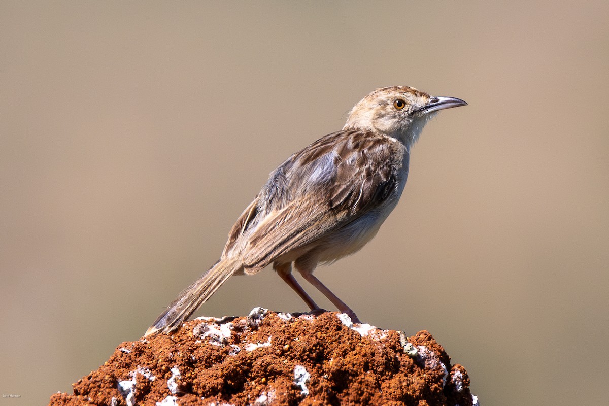 Pink-breasted Lark - ML623246462