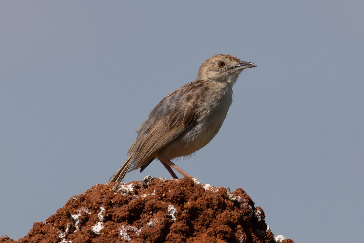 Pink-breasted Lark - ML623246463