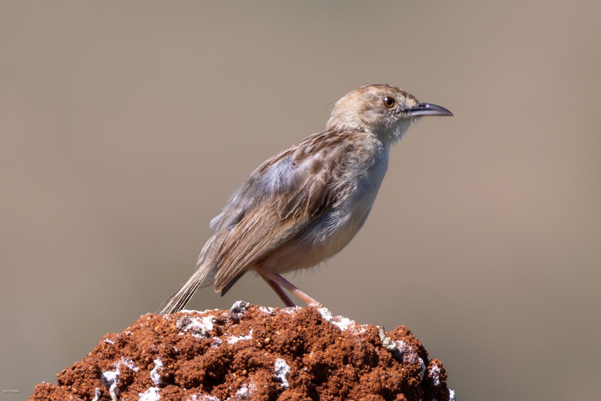 Pink-breasted Lark - ML623246464