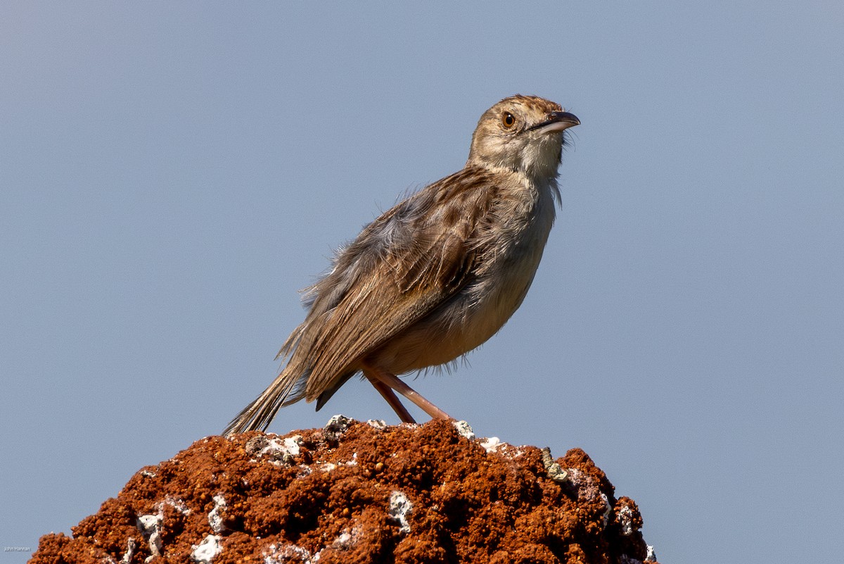 Pink-breasted Lark - ML623246465