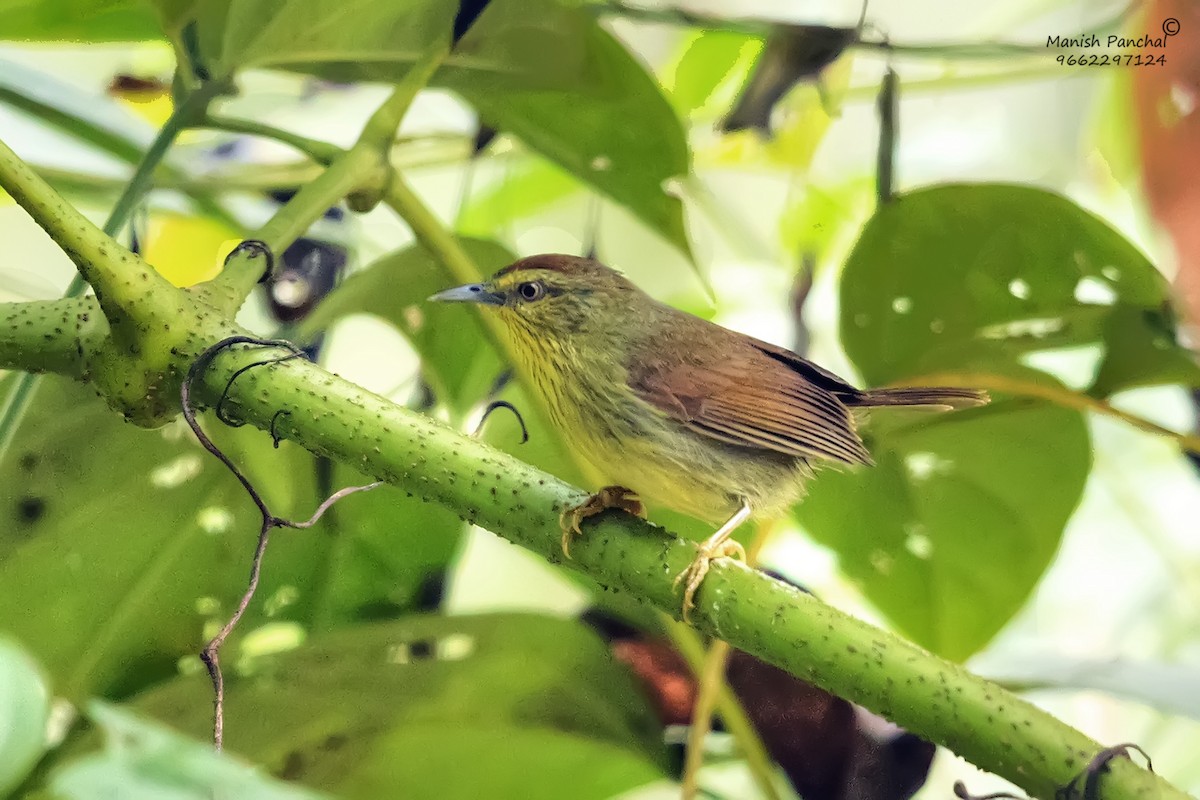 Pin-striped Tit-Babbler - ML623246477