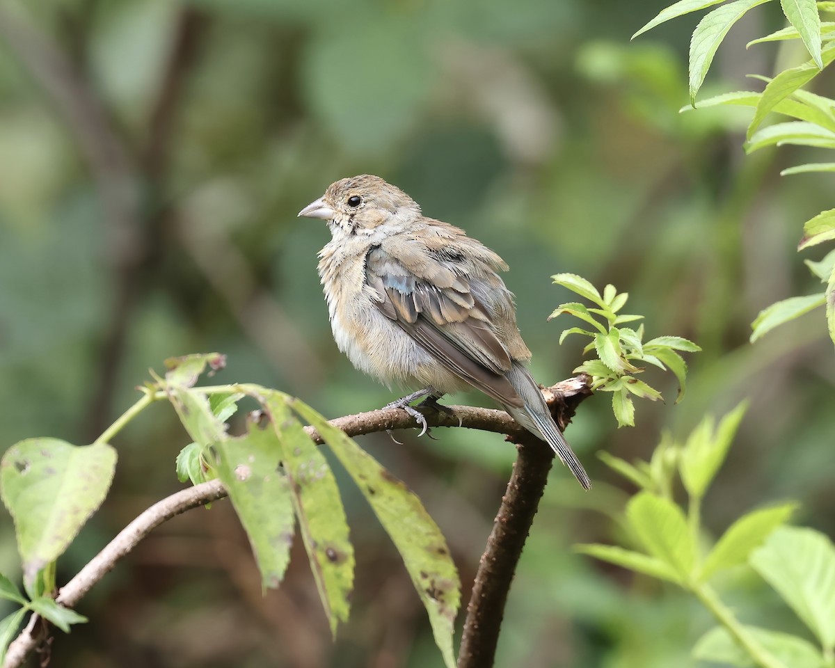 Indigo Bunting - ML623246518