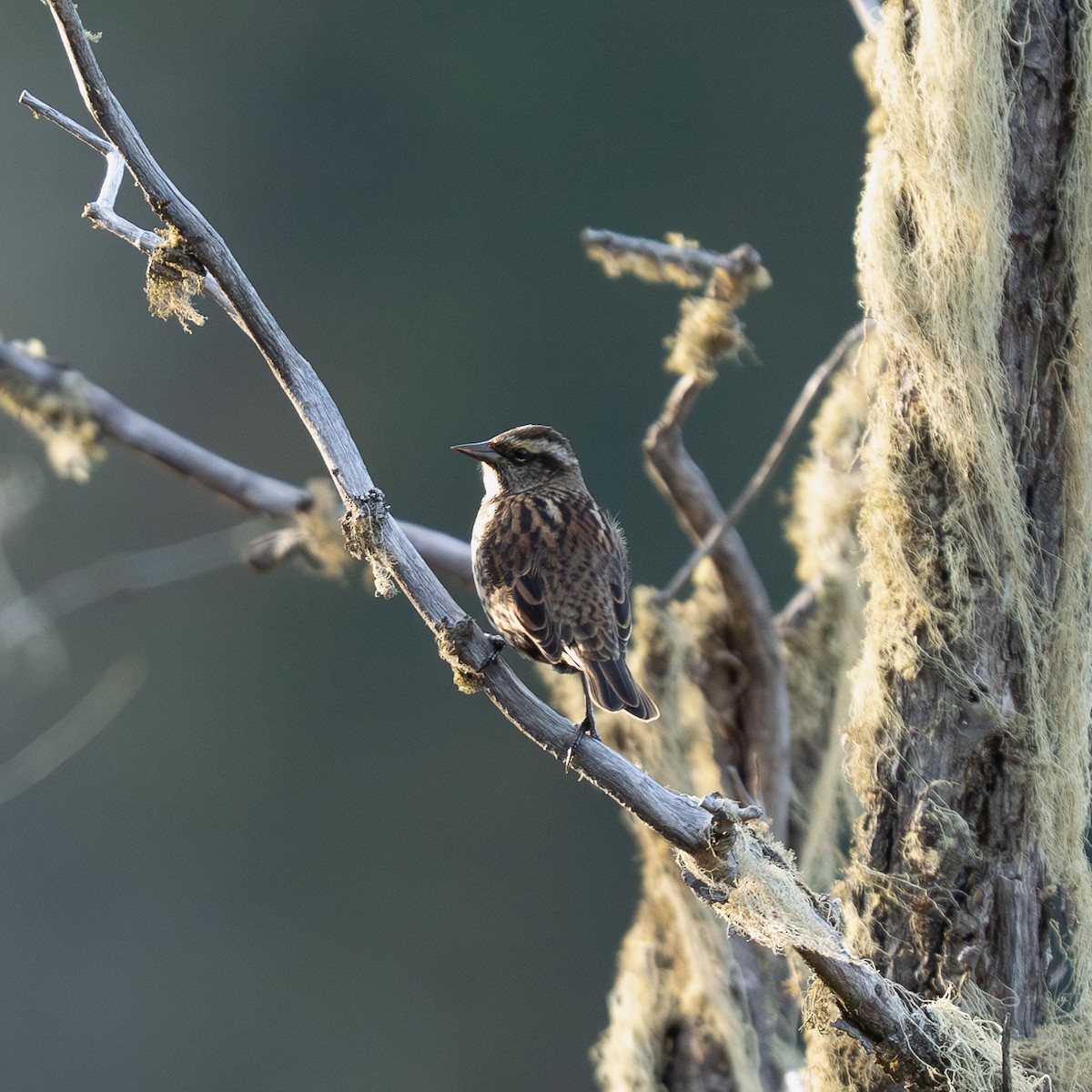 Yellow-winged Blackbird - ML623246591